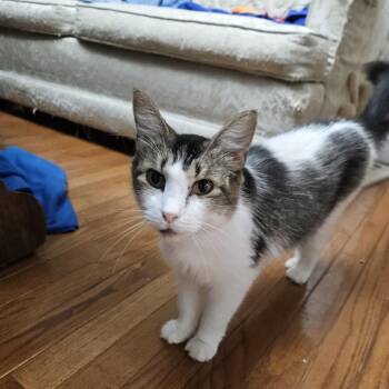 Pumpkin -  Domestic Long Hair Cat for Adoption in Columbia, Missouri - Pumpkin | PetCurious