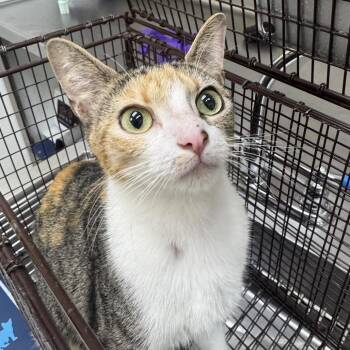 Dakota -  Domestic Short Hair Cat for Adoption in Galveston, Texas - Dakota | PetCurious