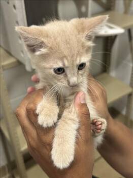 ENGINE OIL -  Domestic Short Hair Cat for Adoption in Derwood, Maryland - ENGINE OIL | PetCurious