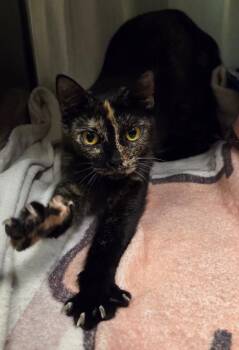 Domestic Long Hair Cats Available for Adoption in Ocala, Florida - Diamond | PetCurious
