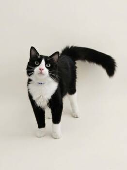 Sylvester -  Domestic Long Hair Cat for Adoption in San Jacinto, California - Sylvester | PetCurious