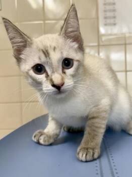 Wave Pool -  Domestic Short Hair Cat for Adoption in San Antonio, Texas - Wave Pool | PetCurious