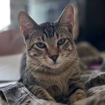 Rescue Domestic Short Hair Cats for Adoption - Jordan Davis | PetCurious