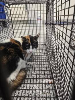 Domestic Short Hair Cats Available for Adoption - CALLI | PetCurious
