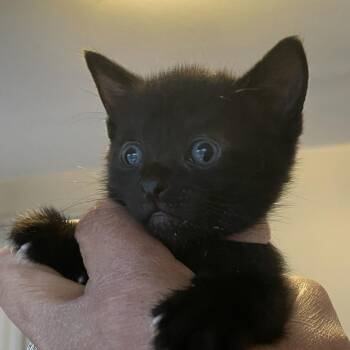 Domestic Short Hair Cats Available for Adoption in Bel Air, Maryland - Joycelyn | PetCurious