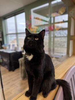 Domestic Long Hair Cats Available for Adoption - Groot | PetCurious