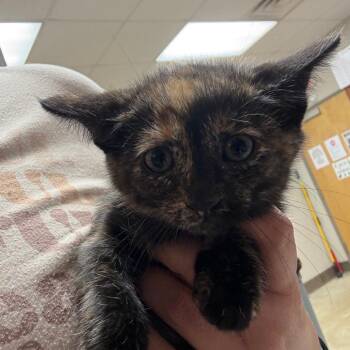 Suey 052902U -  Domestic Short Hair Cat for Adoption in Tupelo, Mississippi - Suey 052902U | PetCurious