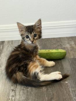 Tillamook -  Domestic Short Hair Cat for Adoption in Ruskin, Florida - Tillamook | PetCurious