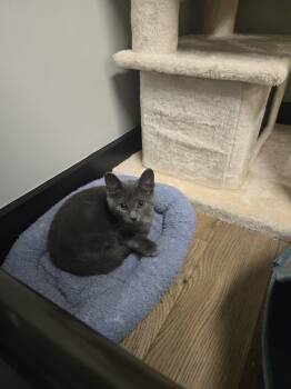 Always -  Domestic Short Hair Cat for Adoption in Richmond, Kentucky - Always | PetCurious