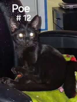 Rescue Domestic Short Hair Cats for Adoption in Little River, South Carolina - Poe | PetCurious