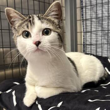 Domestic Medium Hair Cats Available for Adoption - Zoie | PetCurious