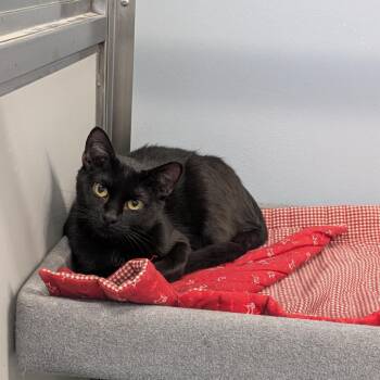 Fanny -  Domestic Short Hair Cat for Adoption in Cape Girardeau, Missouri - Fanny | PetCurious
