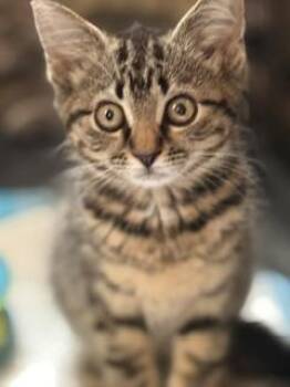 Koda -  Domestic Short Hair Cat for Adoption in Lemoyne, Pennsylvania - Koda | PetCurious