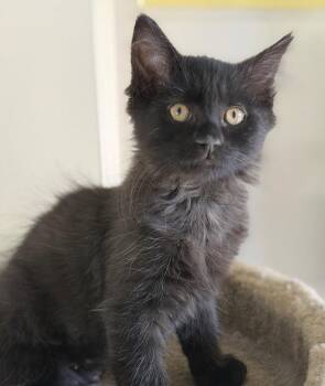 Love Bugs - Zena & Pom -  Domestic Medium Hair and Domestic Short Hair Cat for Adoption in San Luis Obispo, California - Love Bugs - Zena & Pom | PetCurious