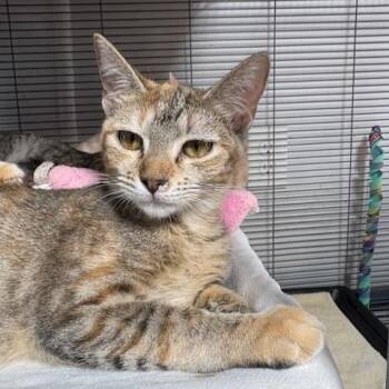 Rescue Torbie and Abyssinian Cats for Adoption - Copper | PetCurious