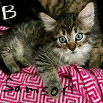 Nala - Samson -  Domestic Long Hair Cat for Adoption in Moses Lake, Washington - Nala - Samson | PetCurious