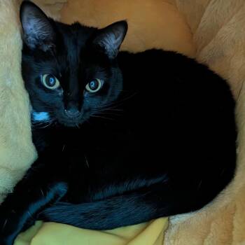 May -  Domestic Short Hair Cat for Adoption in Chico, California - May | PetCurious