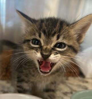 HONEY BOY -  Domestic Short Hair Cat for Adoption in Sugar Land, Texas - HONEY BOY | PetCurious