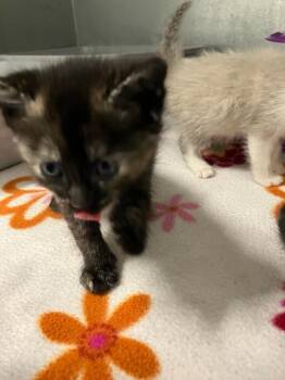 Domestic Medium Hair Cats Available for Adoption in Mustang, Oklahoma - Alani | PetCurious