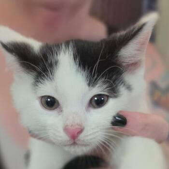 Curious Smurf -  Domestic Short Hair Cat for Adoption in Muncie, Indiana - Curious Smurf | PetCurious