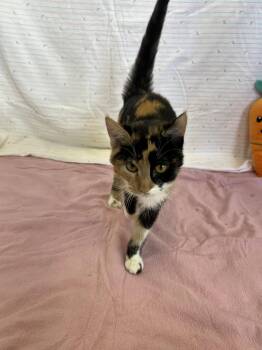 Domestic Short Hair Cats Available for Adoption - Angel | PetCurious