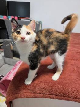 Tilly - A A-W -  Domestic Short Hair Cat for Adoption in Greenville, South Carolina - Tilly - A A-W | PetCurious