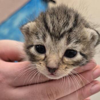 Domestic Short Hair Cats Available for Adoption in Lake Panasoffkee, Florida - Mario | PetCurious