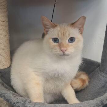 Siamese Cats Available for Adoption - Kit | PetCurious