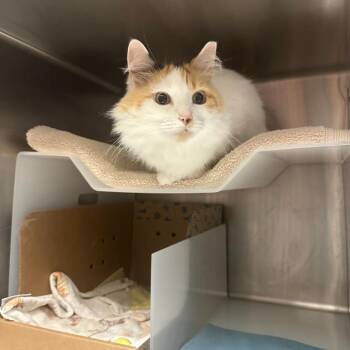 Stella -  Domestic Long Hair Cat for Adoption in Goleta, California - Stella | PetCurious