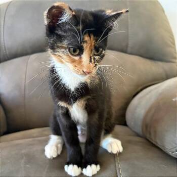 Piglet -  Domestic Short Hair Cat for Adoption in Pleasant Hill, California - Piglet | PetCurious
