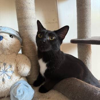 CZ -  Domestic Short Hair Cat for Adoption in Hendersonville, Tennessee - CZ | PetCurious