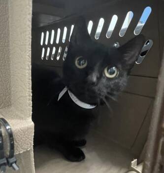 Lenore -  Domestic Short Hair Cat for Adoption - Lenore | PetCurious