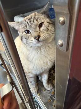 Domestic Short Hair and Siamese Cats Available for Adoption in Virginia, Minnesota - Mavrick | PetCurious