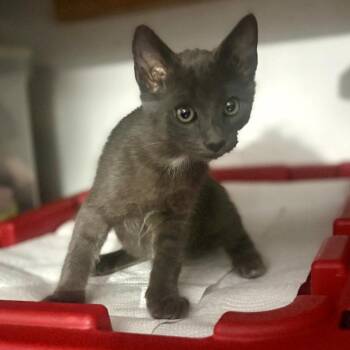 Baloo -  Domestic Short Hair and Russian Blue Cat for Adoption in Long Beach, California - Baloo | PetCurious