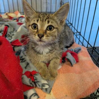 Fifi -  Domestic Short Hair Cat for Adoption in Fairfax Station, Virginia - Fifi | PetCurious