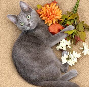 Manny -  Domestic Short Hair and Russian Blue Cat for Adoption in Ocean Springs, Mississippi - Manny | PetCurious