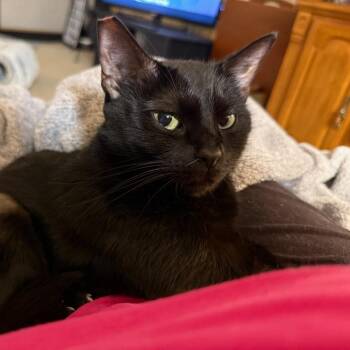 Brea -  Domestic Short Hair Cat for Adoption in Green Bay, Wisconsin - Brea | PetCurious
