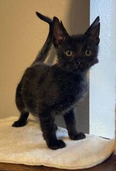 Chucky -  Domestic Short Hair Cat for Adoption in St. Helens, Oregon - Chucky | PetCurious