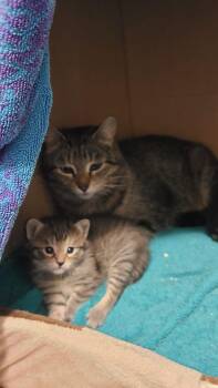 Pepper -  Domestic Short Hair Cat for Adoption in Cambridge, Ontario - Pepper | PetCurious