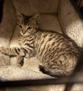 Rescue Domestic Short Hair Cats for Adoption in Greenville, South Carolina - Habanero SB | PetCurious