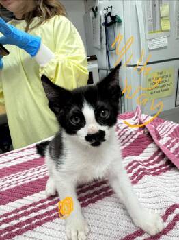 Domestic Short Hair Cats Available for Adoption - Milky Way | PetCurious