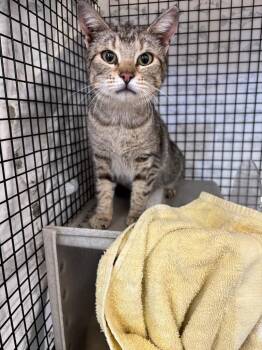Domestic Short Hair Cats Available for Adoption in Gillette, Wyoming - Barn Cat Sister | PetCurious