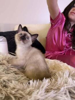 Pigeon -  Siamese Cat for Adoption in Topeka, Kansas - Pigeon | PetCurious