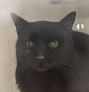 Domestic Long Hair Cats Available for Adoption - Chair | PetCurious