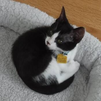 Micky - So Much Fun -  Tuxedo Cat for Adoption in Hoquiam, Washington - Micky - So Much Fun | PetCurious