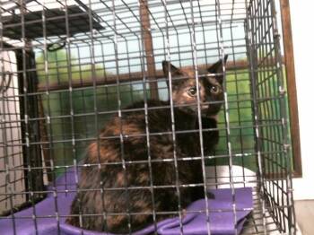 Domestic Short Hair Cats Available for Adoption in Houston, Texas - A2076633 | PetCurious