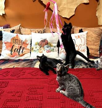Flower, Daisy & Lily -  Domestic Short Hair Cat for Adoption in Brantford, Ontario - Flower, Daisy & Lily | PetCurious