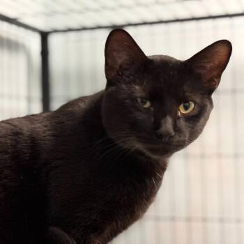 Domestic Short Hair Cats Available for Adoption in Davenport, Iowa - John Cena | PetCurious