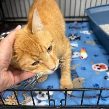 Rescue Domestic Short Hair Cats for Adoption in Normal, Illinois - Vance | PetCurious