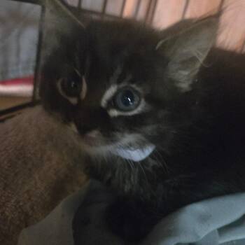 Arnold -  Domestic Long Hair Cat for Adoption in Belfair, Washington - Arnold | PetCurious